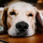 puppy:1azdln0ha3y= golden retriever