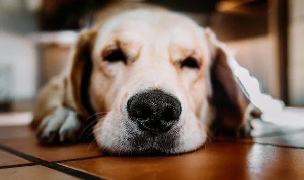 puppy:1azdln0ha3y= golden retriever