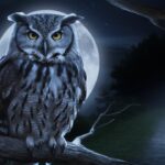 drawing:lfgxzvm9-r8= owl