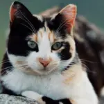 art:mfyjcu3hidu= cat