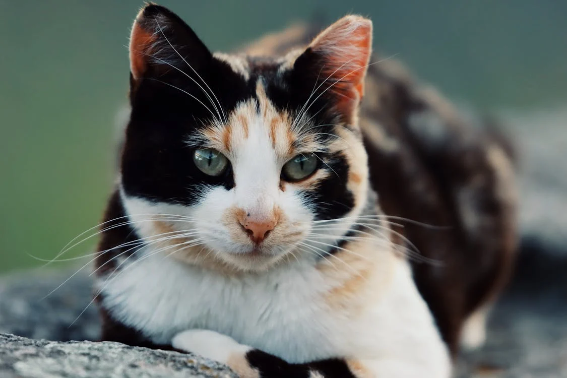 art:mfyjcu3hidu= cat
