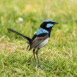 hancock bird