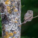 hancock bird meaning