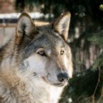 cute:gbsnjx528es= wolf