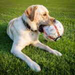 clip art:znpubculd5o= football