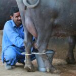 wellhealthorganic buffalo milk tag