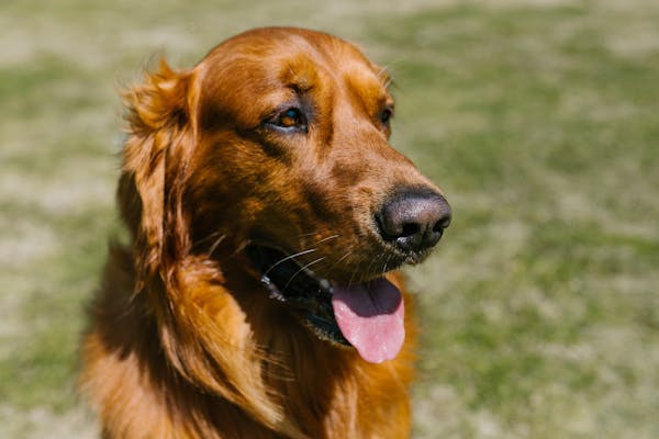 puppy:1azdln0ha3y= golden retriever