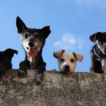 wallpaper:yw0xoug_y8k= cute dogs