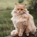 cat s