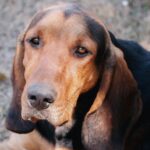 signature hound