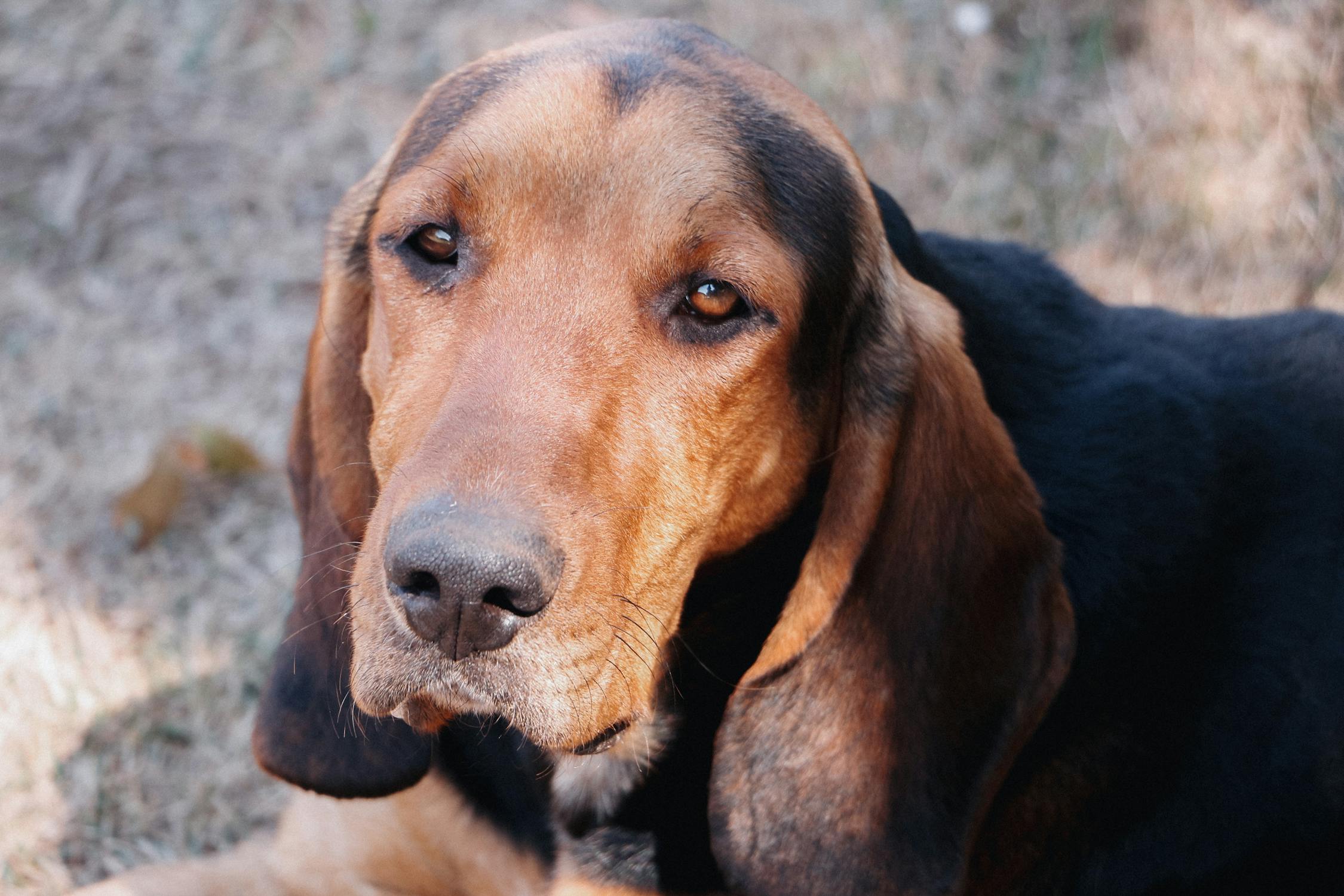 signature hound