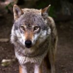 Sigma Werewolf: