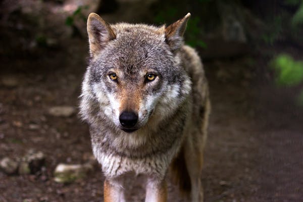 Sigma Werewolf: